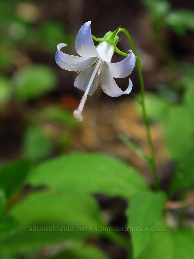 Scouler's harebell (Campanula scouleri) [Camas Trail, Mt. Hood National Forest, Wasco County, Oregon]