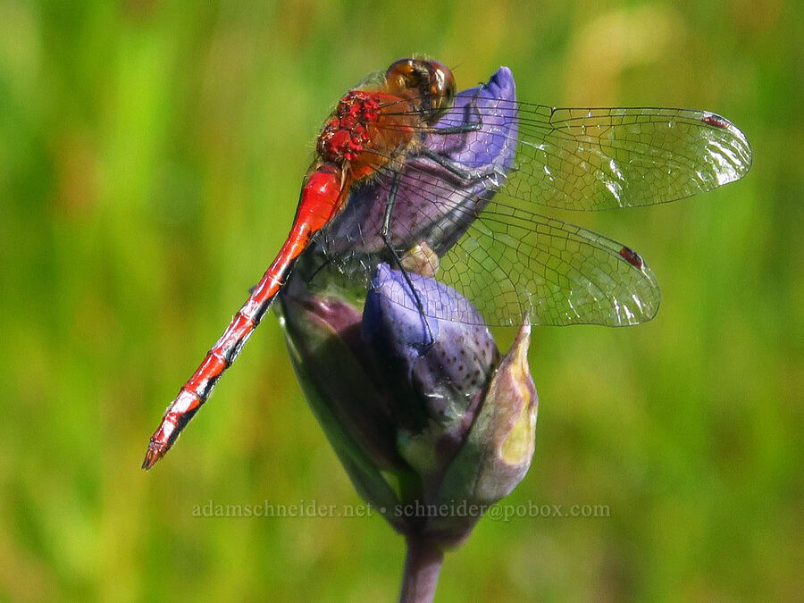 meadow-hawk dragonfly on king's scepter gentian (Sympetrum sp., Gentiana sceptrum) [Camas Prairie, Mt. Hood National Forest, Wasco County, Oregon]