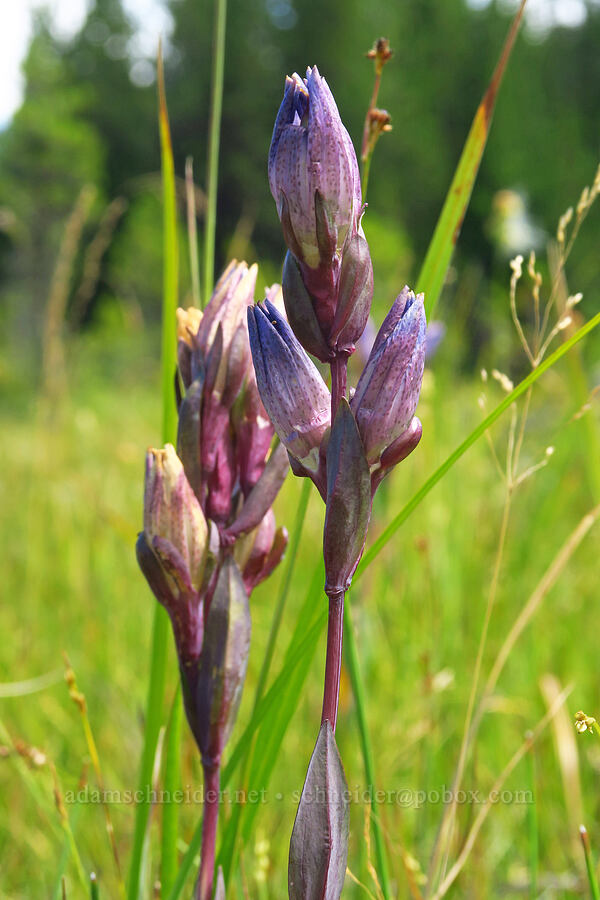 king's scepter gentian, fading (Gentiana sceptrum) [Camas Prairie, Mt. Hood National Forest, Wasco County, Oregon]