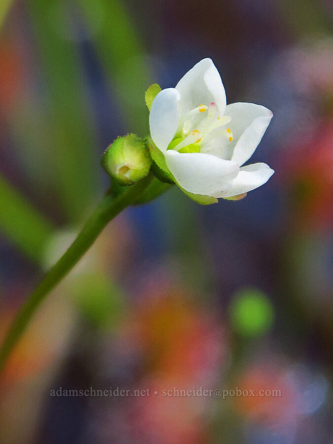 great sundew flower (Drosera anglica) [Camas Prairie, Mt. Hood National Forest, Wasco County, Oregon]