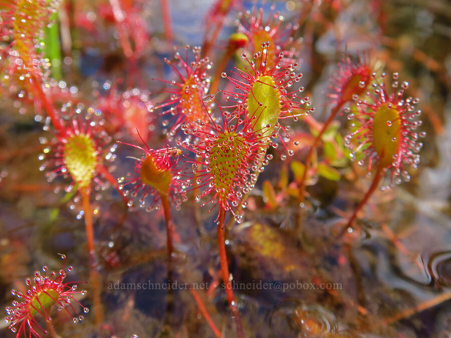 great sundew leaves (Drosera anglica) [Camas Prairie, Mt. Hood National Forest, Wasco County, Oregon]