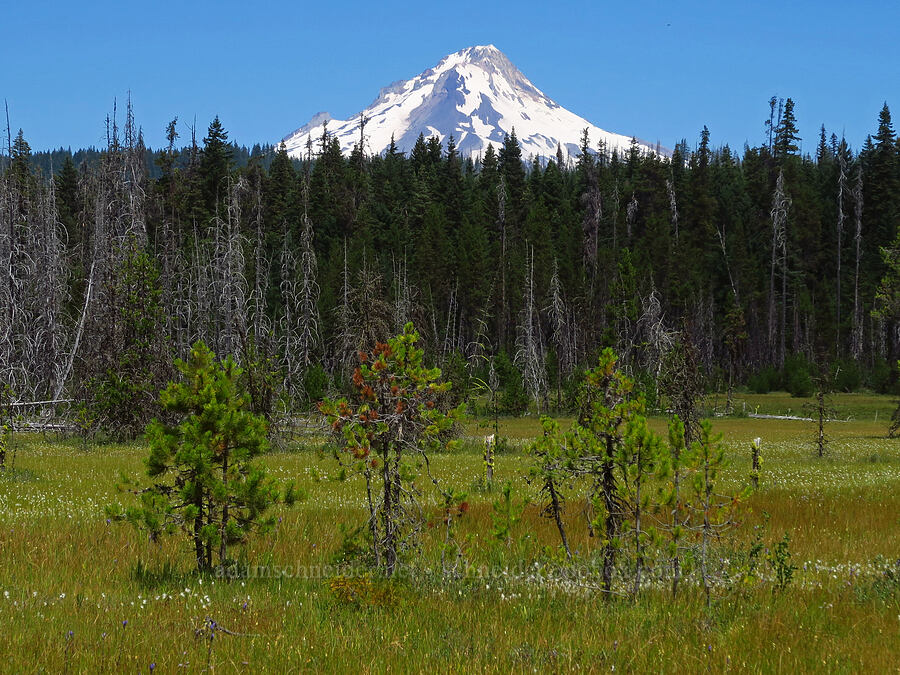 Mount Hood & Camas Prairie [Camas Prairie, Mt. Hood National Forest, Wasco County, Oregon]