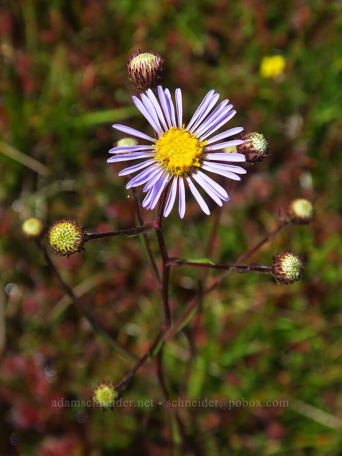 western mountain aster (Symphyotrichum spathulatum (Aster occidentalis)) [Camas Prairie, Mt. Hood National Forest, Wasco County, Oregon]