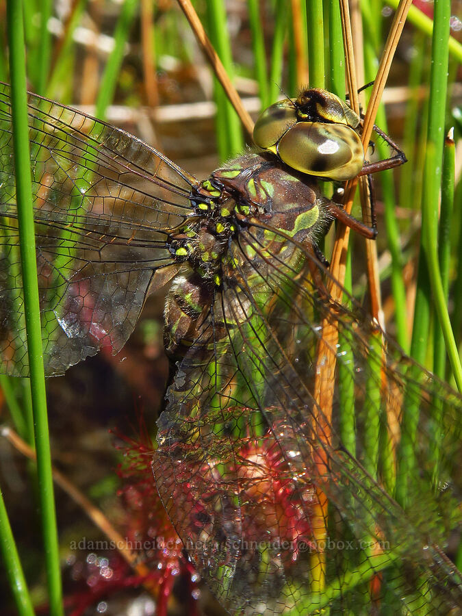 Canada darner dragonfly (Aeshna canadensis) [Camas Prairie, Mt. Hood National Forest, Wasco County, Oregon]