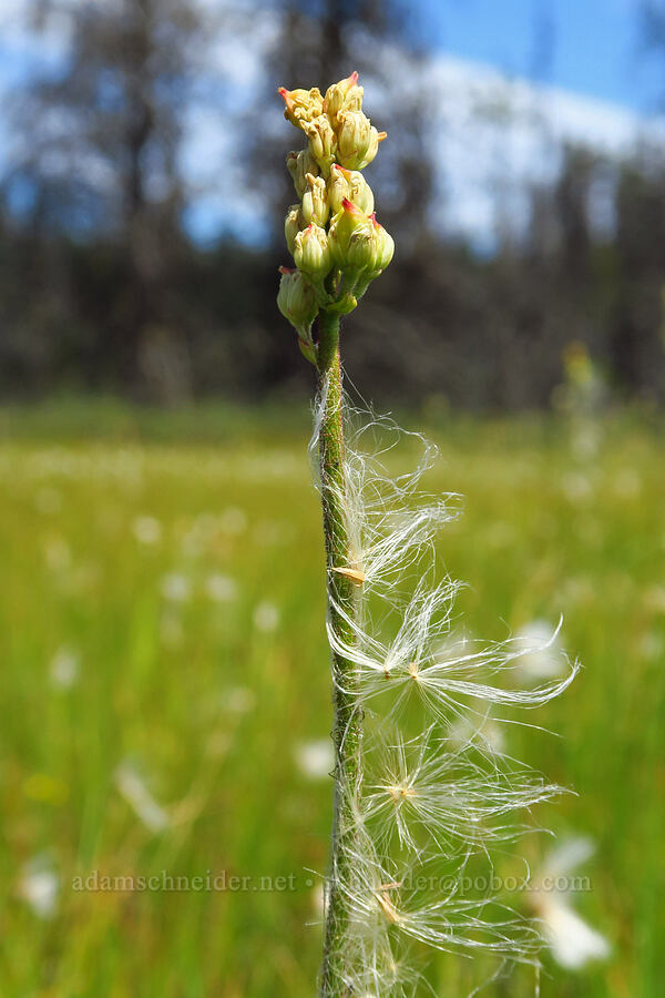 false asphodel fruits & cotton-grass seeds (Triantha occidentalis (Tofieldia glutinosa var. occidentalis), Eriophorum gracile) [Camas Prairie, Mt. Hood National Forest, Wasco County, Oregon]