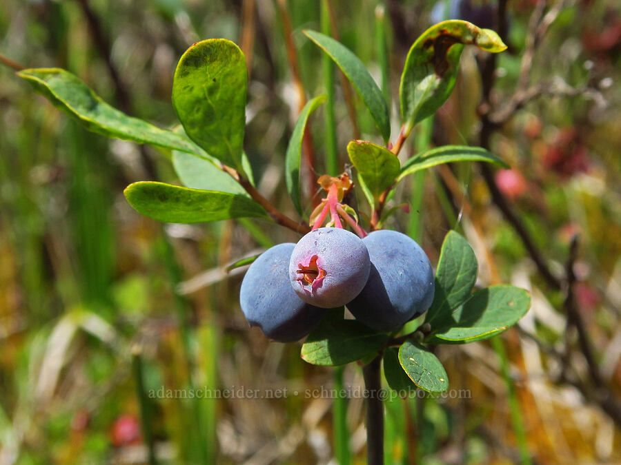 bog blueberries (Vaccinium uliginosum) [Camas Prairie, Mt. Hood National Forest, Wasco County, Oregon]