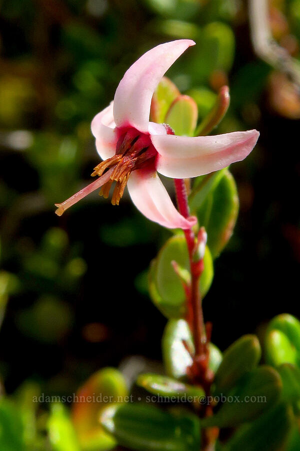 wild cranberry flower (Vaccinium oxycoccos (Oxycoccos quadripetalus)) [Camas Prairie, Mt. Hood National Forest, Wasco County, Oregon]