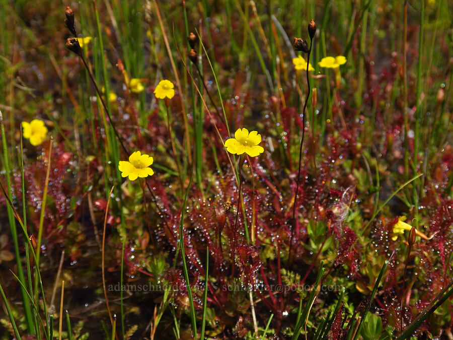 primrose monkeyflower & great sundew (Erythranthe primuloides (Mimulus primuloides), Drosera anglica) [Camas Prairie, Mt. Hood National Forest, Wasco County, Oregon]