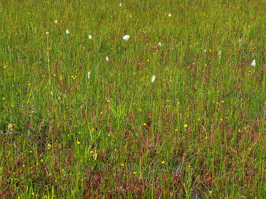 bog wildflowers [Camas Prairie, Mt. Hood National Forest, Wasco County, Oregon]