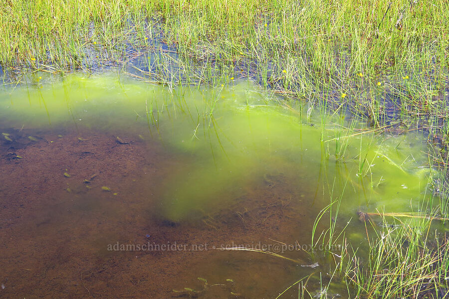 algae clouds [Camas Prairie, Mt. Hood National Forest, Wasco County, Oregon]