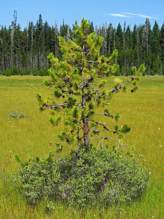 lodgepole pine 