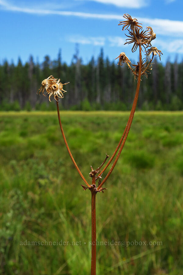 streambank groundsel/butterweed, gone to seed (Packera pseudaurea (Senecio pseudaureus)) [Camas Prairie, Mt. Hood National Forest, Wasco County, Oregon]