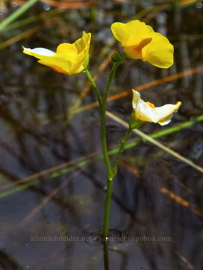 bladderwort (Utricularia intermedia) [Camas Prairie, Mt. Hood National Forest, Wasco County, Oregon]