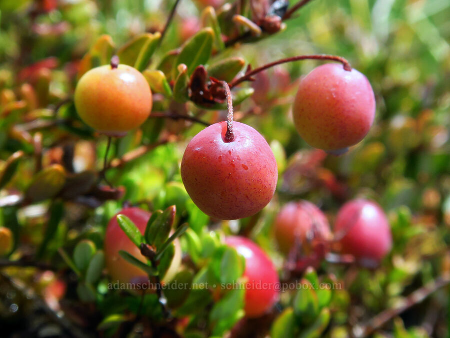 wild cranberries (Vaccinium oxycoccos (Oxycoccos quadripetalus)) [Camas Prairie, Mt. Hood National Forest, Wasco County, Oregon]