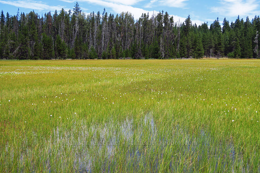 Camas Prairie [Camas Prairie, Mt. Hood National Forest, Wasco County, Oregon]