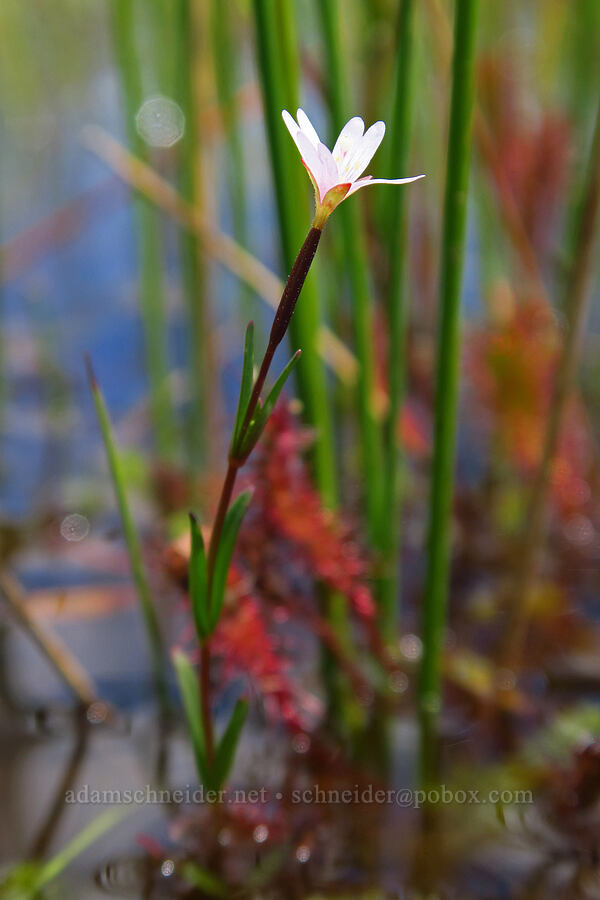 glandular willow-herb (Epilobium ciliatum ssp. glandulosum (Epilobium glandulosum)) [Camas Prairie, Mt. Hood National Forest, Wasco County, Oregon]