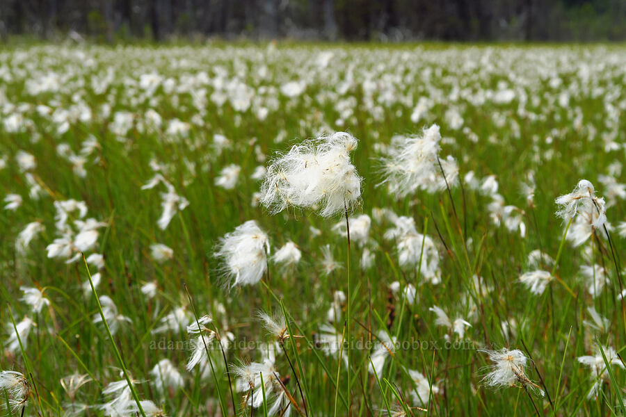 slender cotton-grass (Eriophorum gracile) [Camas Prairie, Mt. Hood National Forest, Wasco County, Oregon]