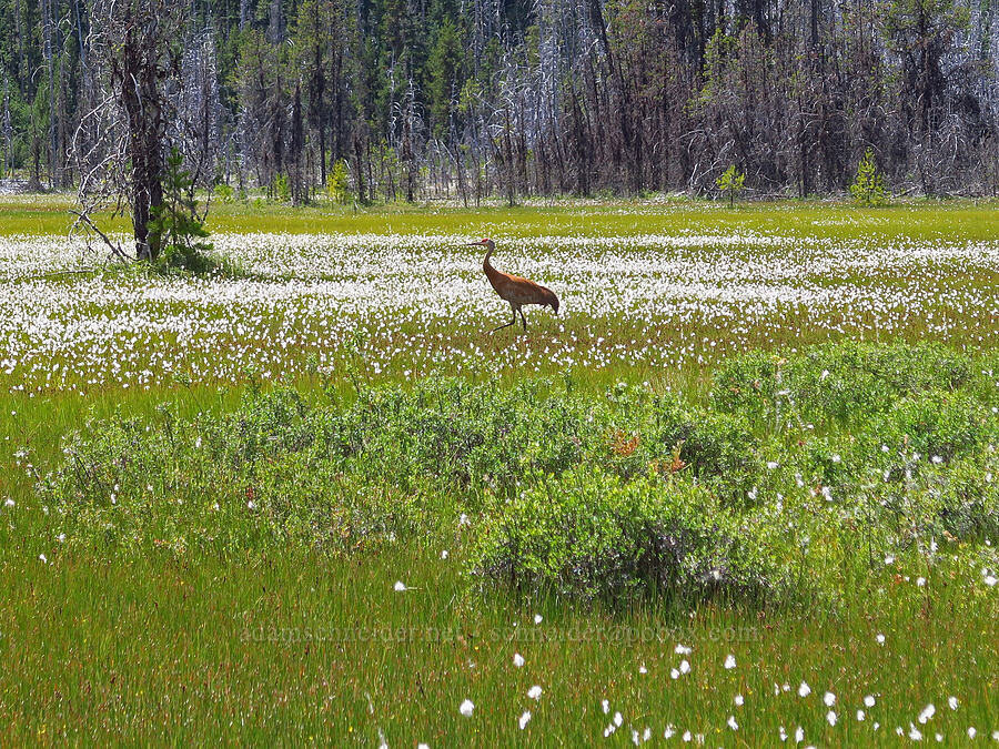 sandhill crane (Antigone canadensis (Grus canadensis)) [Camas Prairie, Mt. Hood National Forest, Wasco County, Oregon]