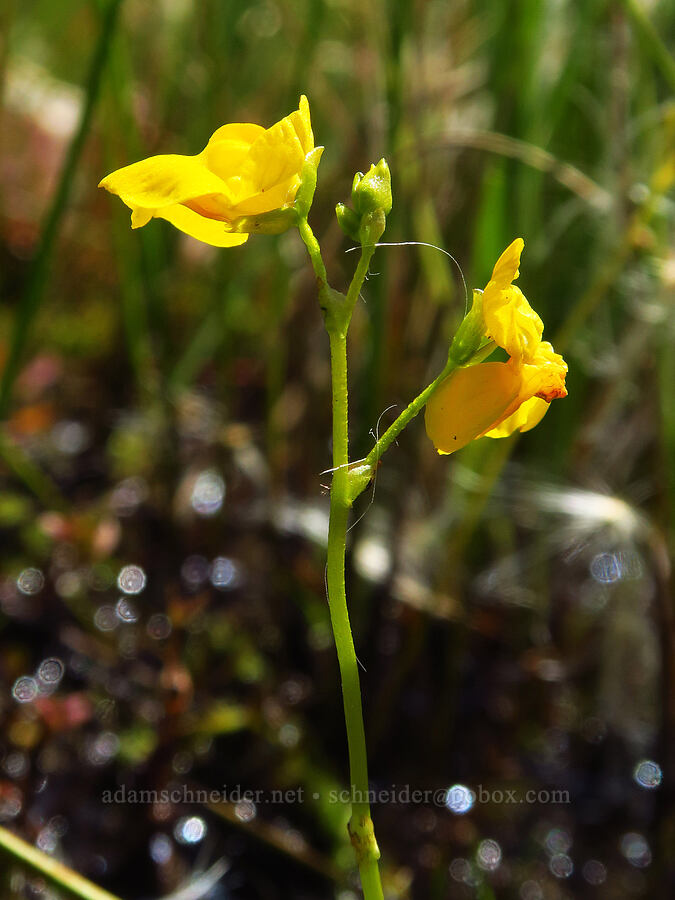 bladderwort (Utricularia intermedia) [Camas Prairie, Mt. Hood National Forest, Wasco County, Oregon]