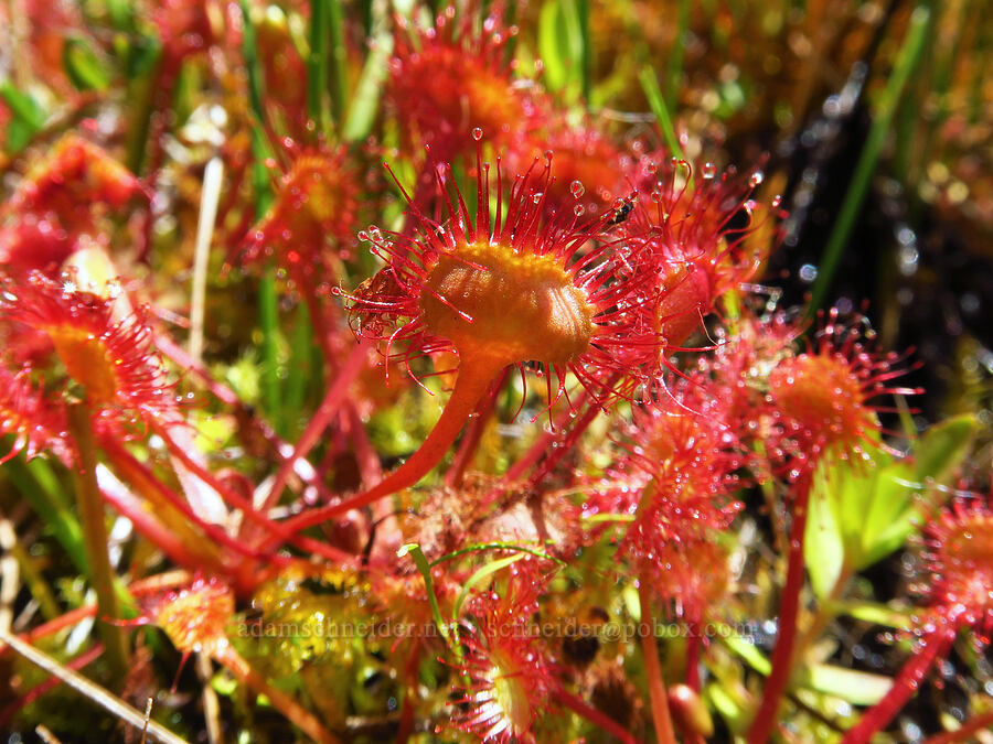 round-leaf sundew leaves (Drosera rotundifolia) [Camas Prairie, Mt. Hood National Forest, Wasco County, Oregon]