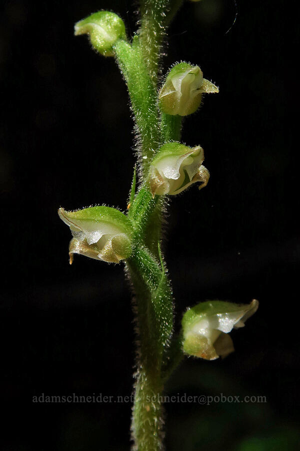 rattlesnake plantain orchid (Goodyera oblongifolia) [Camas Trail, Mt. Hood National Forest, Clackamas County, Oregon]