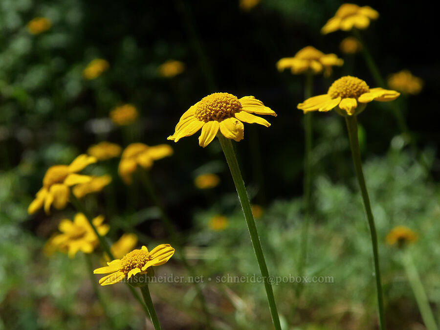 Oregon sunshine (Eriophyllum lanatum) [Forest Road 4200-260, Mt. Hood National Forest, Clackamas County, Oregon]