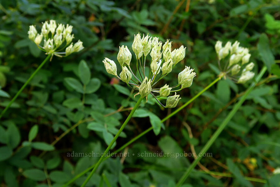 white brodiaea, going to seed (Triteleia hyacinthina (Brodiaea hyacinthina)) [Oak Grove Fork Clackamas River, Mt. Hood National Forest, Clackamas County, Oregon]