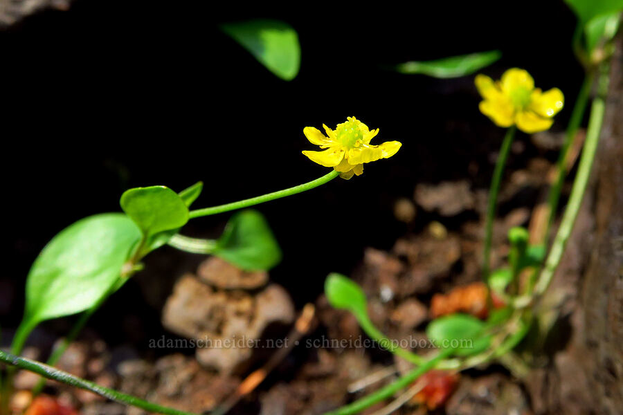 creeping buttercup (spearwort) (Ranunculus flammula) [Oak Grove Fork Clackamas River, Mt. Hood National Forest, Clackamas County, Oregon]