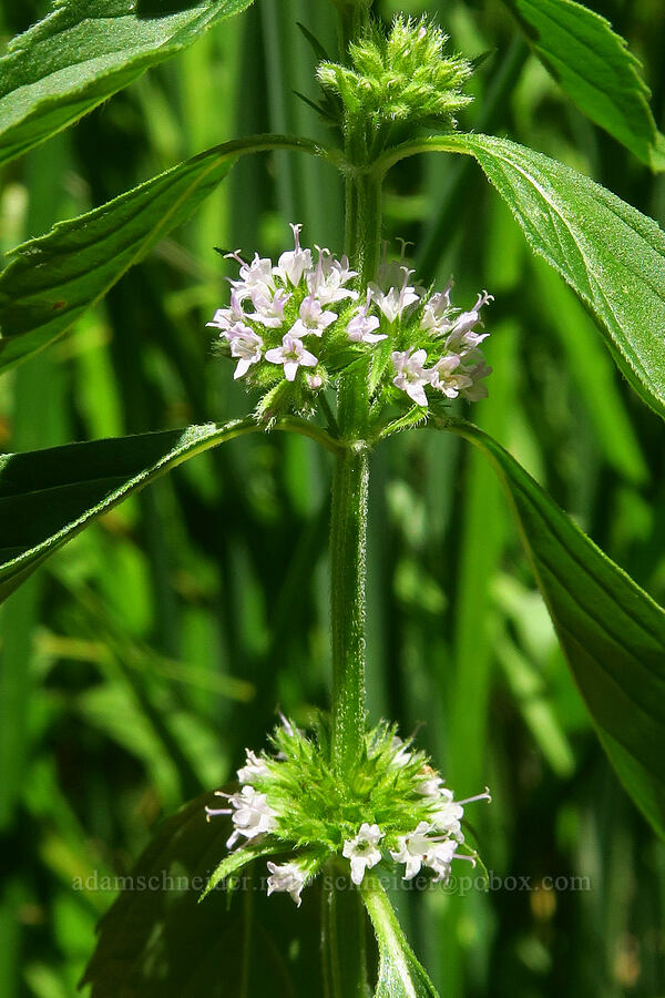 wild mint (Mentha arvensis (Mentha canadensis)) [Oak Grove Fork Clackamas River, Mt. Hood National Forest, Clackamas County, Oregon]