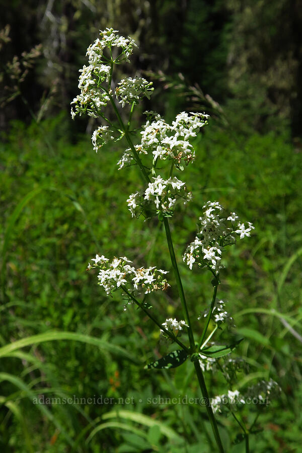 northern bedstraw (Galium boreale) [Oak Grove Fork Clackamas River, Mt. Hood National Forest, Clackamas County, Oregon]