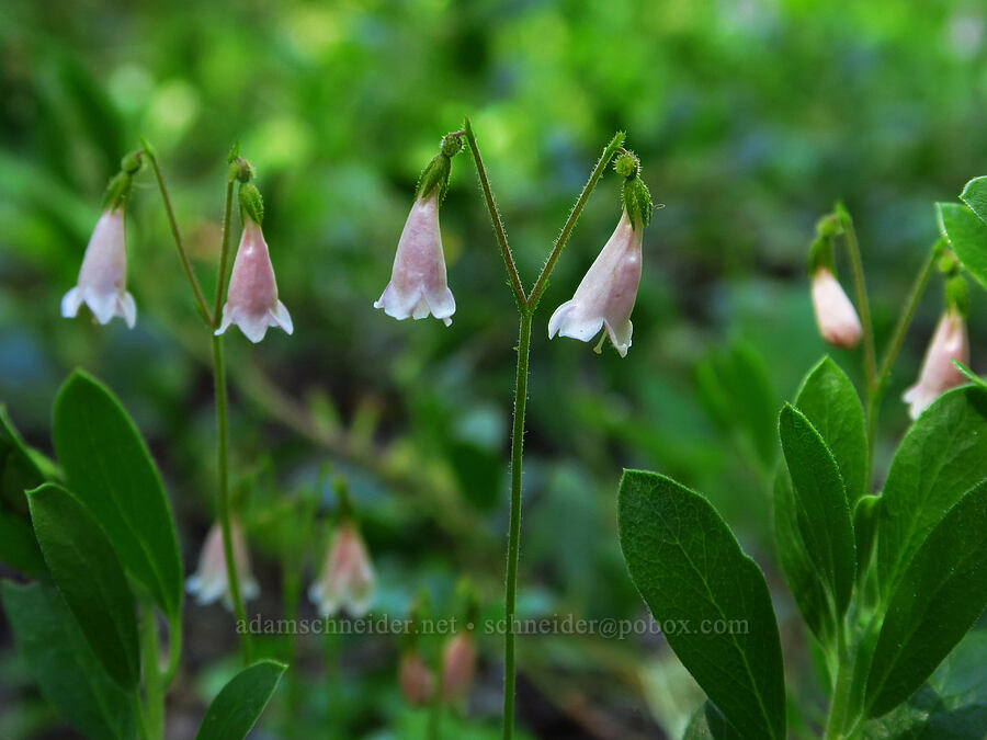 twinflower (Linnaea borealis) [Forest Road 4200-260, Mt. Hood National Forest, Clackamas County, Oregon]