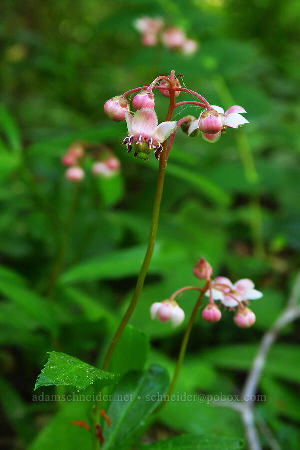 pipsissewa (Chimaphila umbellata) [Forest Road 4200-260, Mt. Hood National Forest, Clackamas County, Oregon]