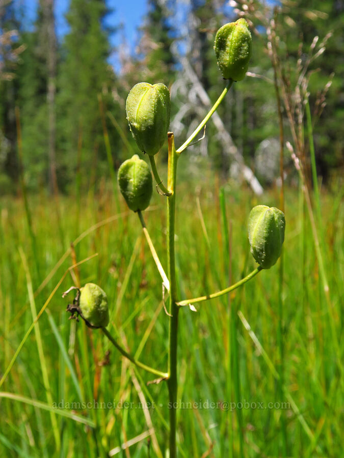 great camas, going to seed (Camassia leichtlinii ssp. suksdorfii) [Big Meadows, Mt. Hood National Forest, Clackamas County, Oregon]