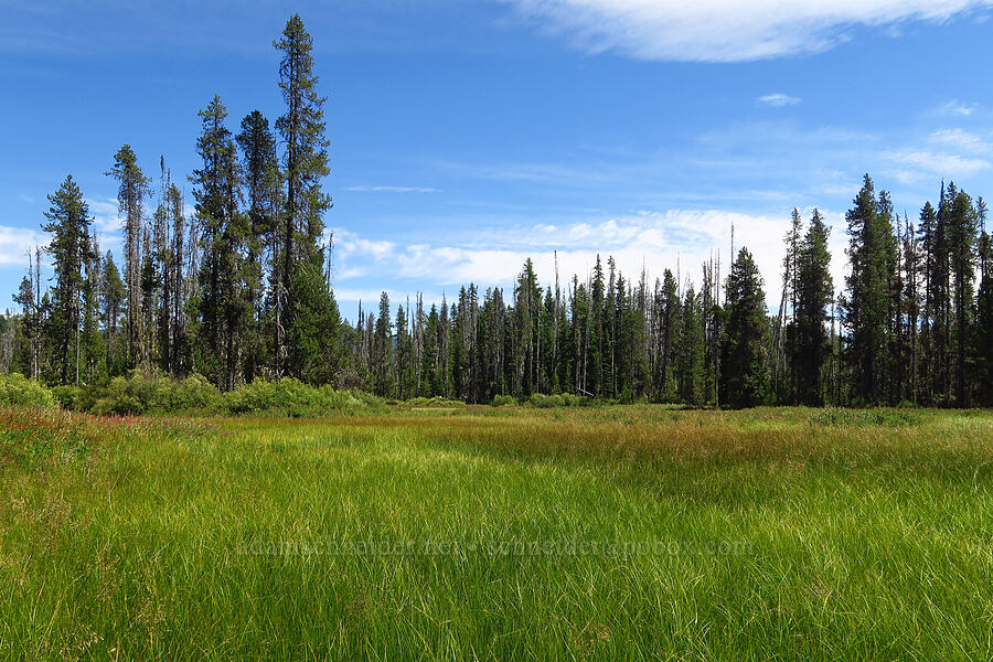 pond full of sedges (Carex sp.) [Big Meadows, Mt. Hood National Forest, Clackamas County, Oregon]