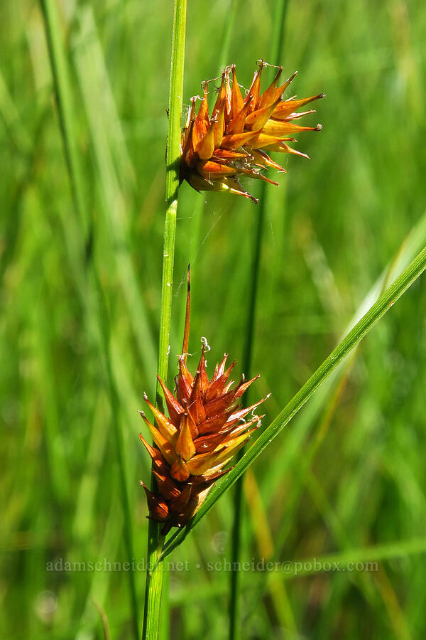 western inflated sedge (Carex exsiccata) [Big Meadows, Mt. Hood National Forest, Clackamas County, Oregon]