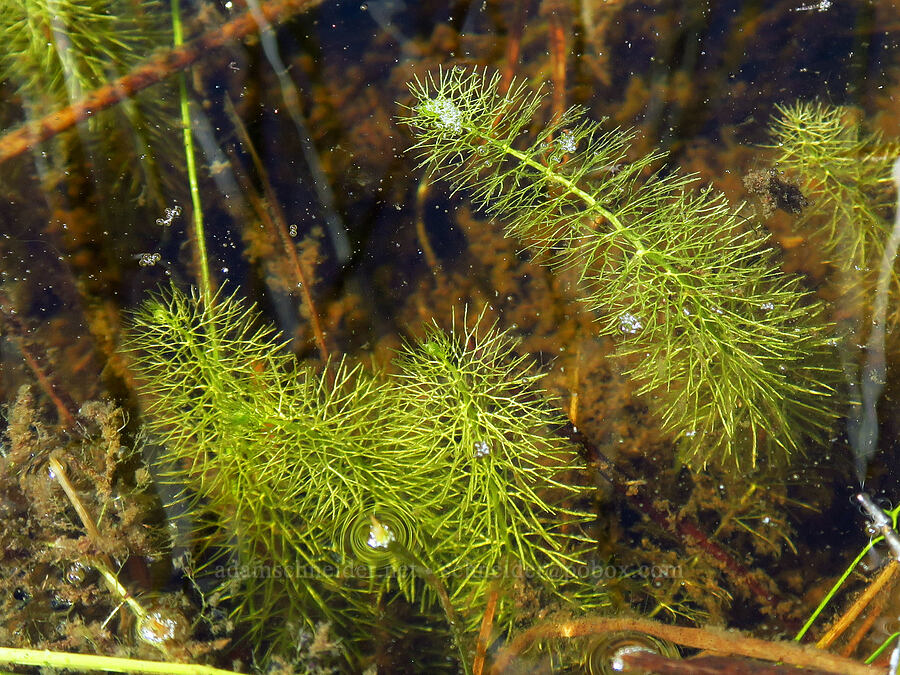 bladderwort leaves (Utricularia intermedia) [Big Meadows, Mt. Hood National Forest, Clackamas County, Oregon]