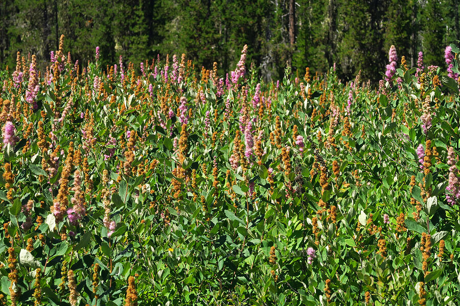 Douglas' spirea (Spiraea douglasii) [Big Meadows, Mt. Hood National Forest, Clackamas County, Oregon]