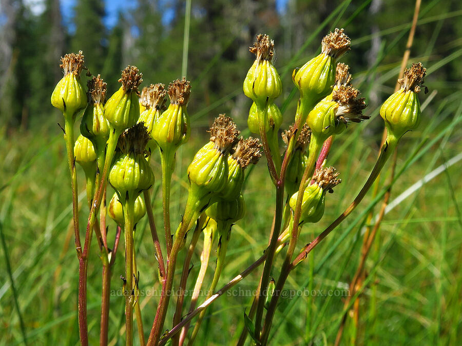 sweet marsh ragwort, going to seed (Senecio hydrophiloides (Senecio foetidus)) [Big Meadows, Mt. Hood National Forest, Clackamas County, Oregon]