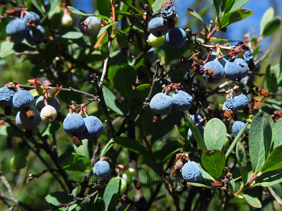 bog blueberries (Vaccinium uliginosum) [Big Meadows, Mt. Hood National Forest, Clackamas County, Oregon]