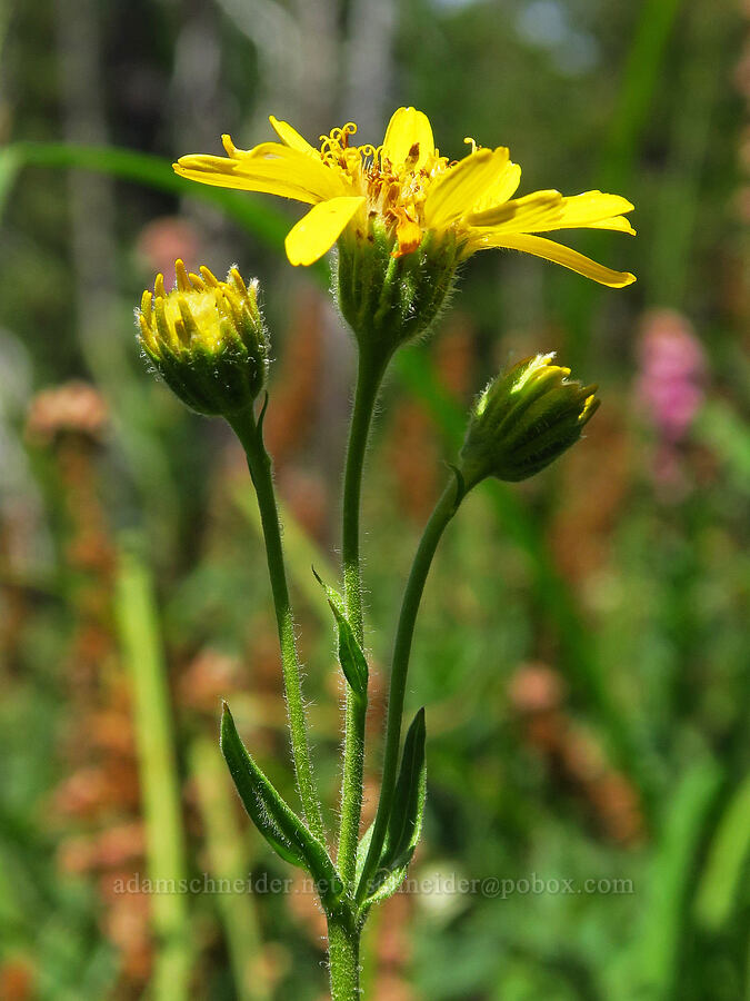 Chamisso's arnica (Arnica chamissonis) [Big Meadows, Mt. Hood National Forest, Clackamas County, Oregon]