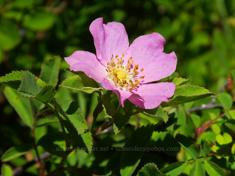 clustered wild rose (Rosa pisocarpa) [Big Meadows, Mt. Hood National Forest, Clackamas County, Oregon]