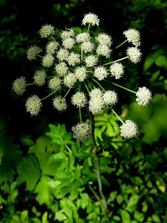 sharp-tooth angelica (Angelica arguta) [Forest Road 4200-260, Mt. Hood National Forest, Clackamas County, Oregon]