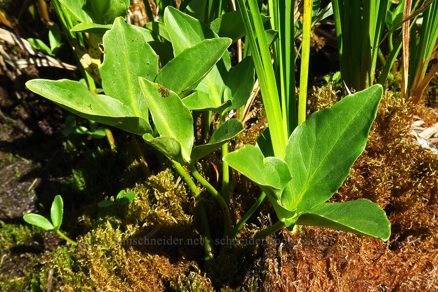 bog-bean (buckbean) leaves (Menyanthes trifoliata) [Clackamas Lake, Mt. Hood National Forest, Clackamas County, Oregon]