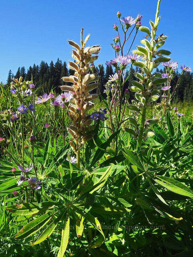 lupines & asters (Lupinus albicaulis, Symphyotrichum sp. (Aster sp.)) [Clackamas Lake, Mt. Hood National Forest, Clackamas County, Oregon]