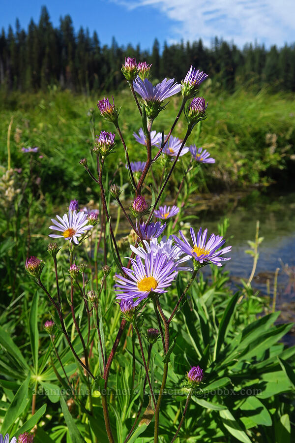 asters (Symphyotrichum sp. (Aster sp.)) [Clackamas Lake, Mt. Hood National Forest, Clackamas County, Oregon]