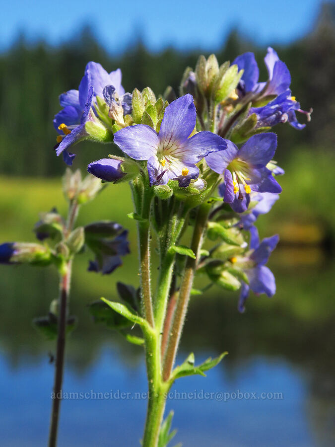 western Jacob's-ladder (Polemonium occidentale) [Clackamas Lake, Mt. Hood National Forest, Clackamas County, Oregon]