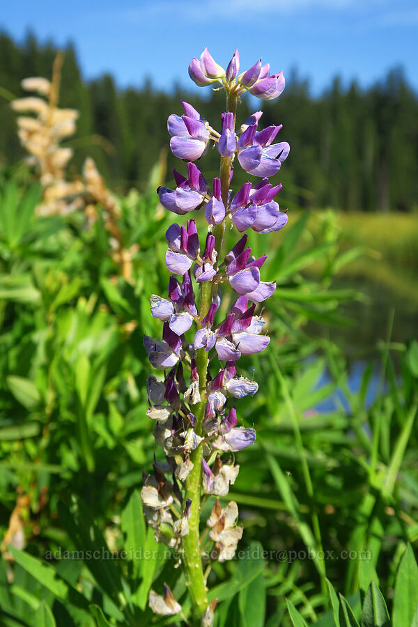 lupine (Lupinus sp.) [Clackamas Lake, Mt. Hood National Forest, Clackamas County, Oregon]