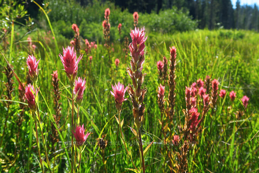 scarlet paintbrush (Castilleja miniata) [Clackamas Lake, Mt. Hood National Forest, Clackamas County, Oregon]