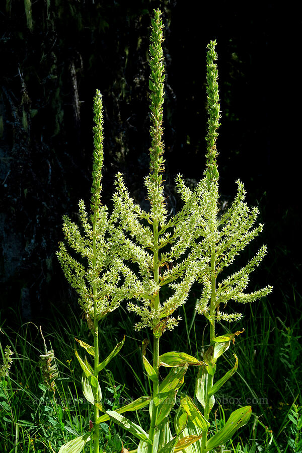 California corn lilies (Veratrum californicum var. caudatum) [Clackamas Lake, Mt. Hood National Forest, Clackamas County, Oregon]