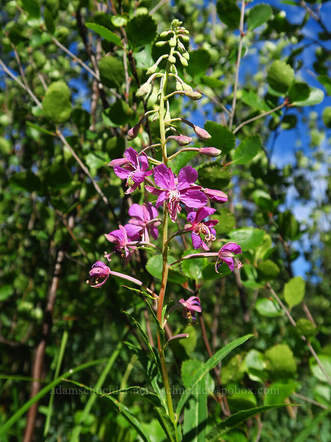 fireweed & bog birch (Chamerion angustifolium (Chamaenerion angustifolium) (Epilobium angustifolium), Betula glandulosa) [Clackamas Lake, Mt. Hood National Forest, Clackamas County, Oregon]